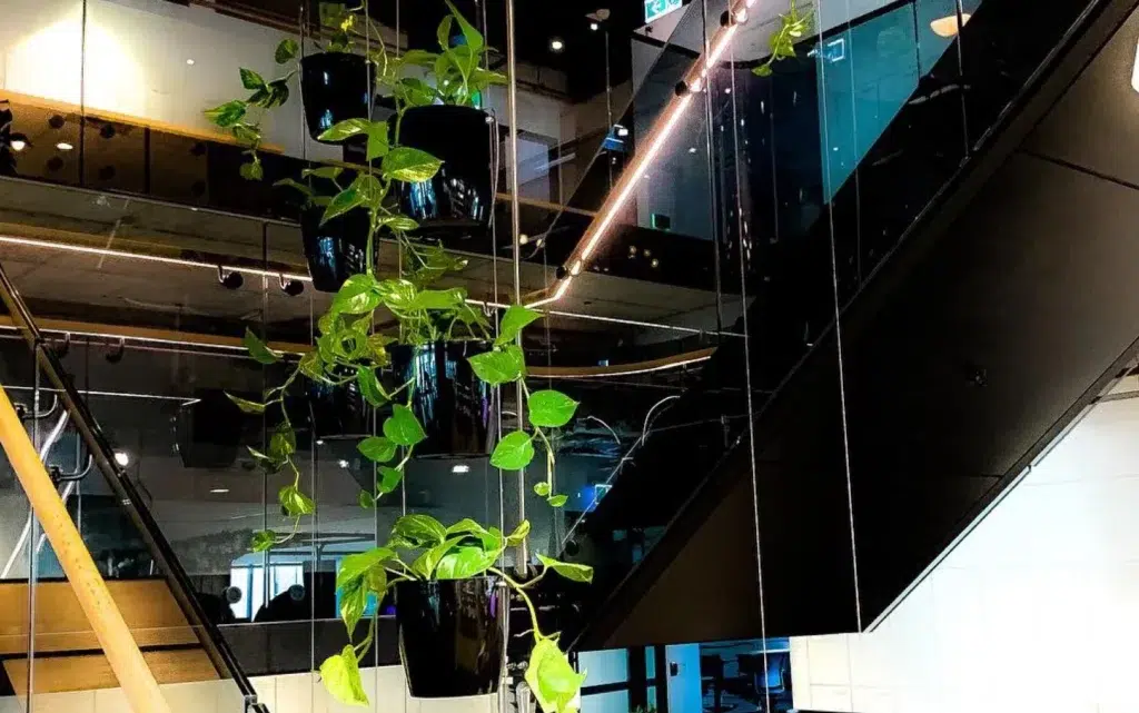 Hanging Plant Solutions