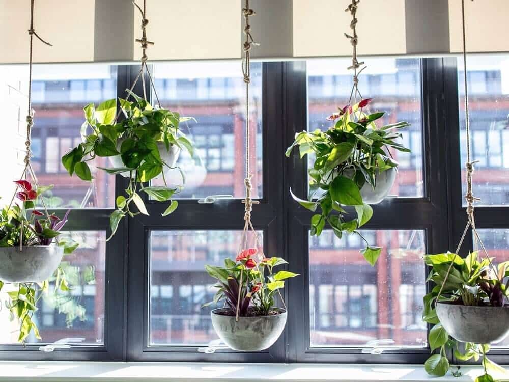 plant hangs in front of office window